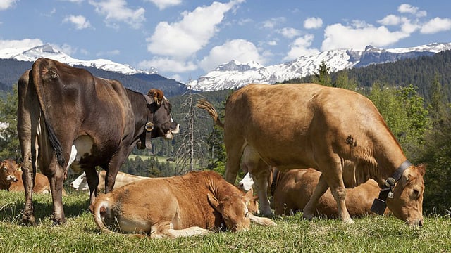Drei Kühe grasen auf einer Alp.