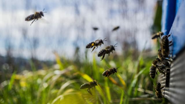 Jetzt schwärmen auch die Bienen wieder aus, wie hier in Egolzwil. Jetzt schwärmen auch die Bienen wieder aus, wie hier in Egolzwil.