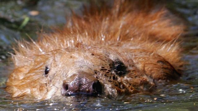 Ein Biber im Wasser Ein Biber im Wasser