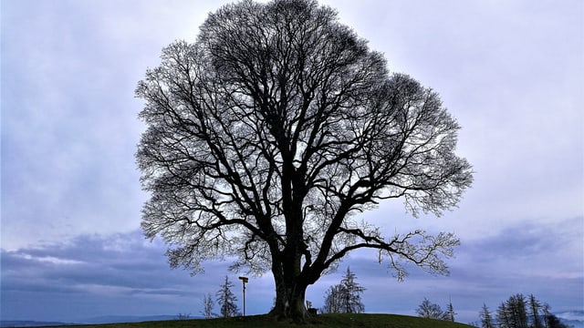 Einzelner Baum in grüner Landschaft. Einzelner Baum in grüner Landschaft.