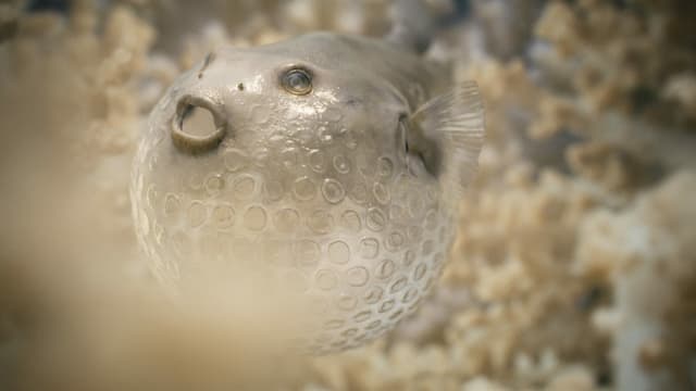 Filmszeen: Ein Kugelfisch aus Verpackungsmaterial Filmszeen: Ein Kugelfisch aus Verpackungsmaterial