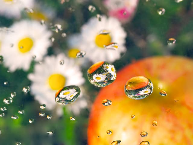 Wasser und Gänseblümchen