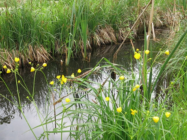 Wasserkanal mit blühendem Hahnenfuss am Ufer.