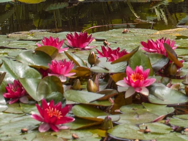 Seerosen auf einem Teich mit tiefrosa Blüten Seerosen auf einem Teich mit tiefrosa Blüten
