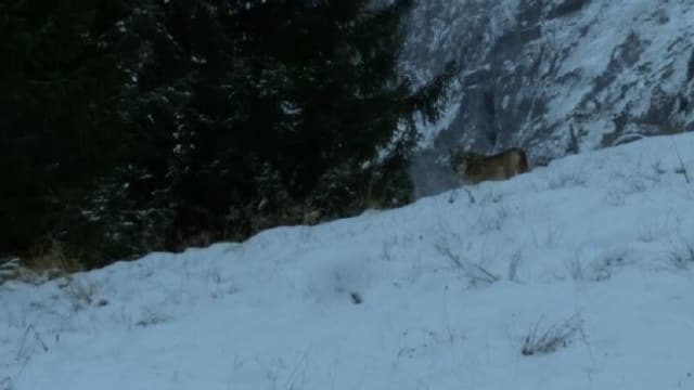 Ein Wolf Ein Wolf