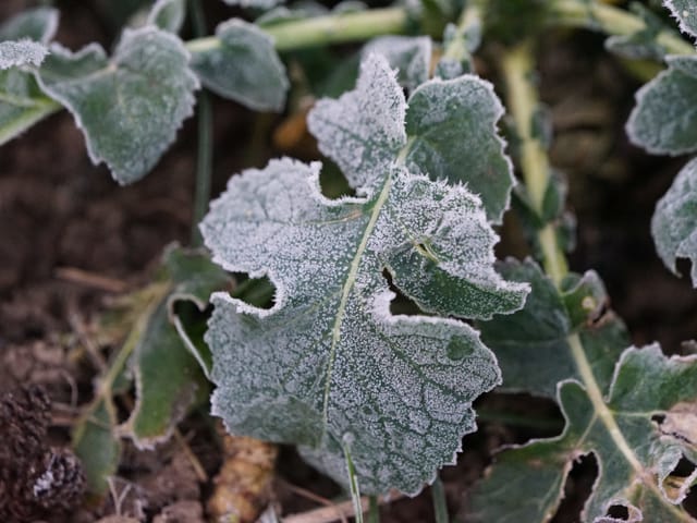 Frost und Reif auf einem grünen Blatt. Frost und Reif auf einem grünen Blatt.