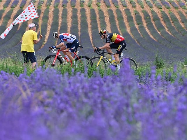 Fahrer hinter Lavendel-Feld