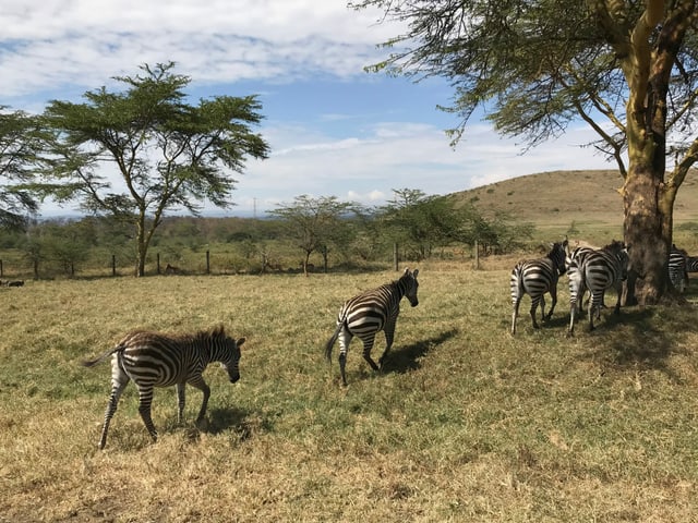 Zebras Zebras