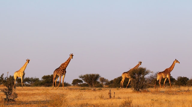 Giraffen Giraffen