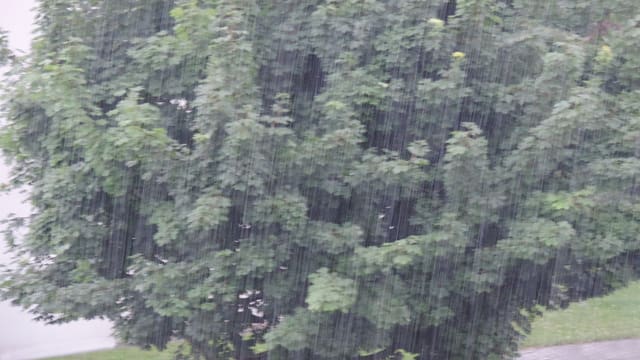 Starkregen, den man vor einem Baum sehr gut sehen kann. Starkregen, den man vor einem Baum sehr gut sehen kann.