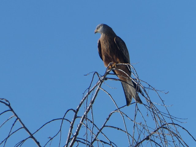 Greifvogel sitzt auf Ast und hält Ausschau.