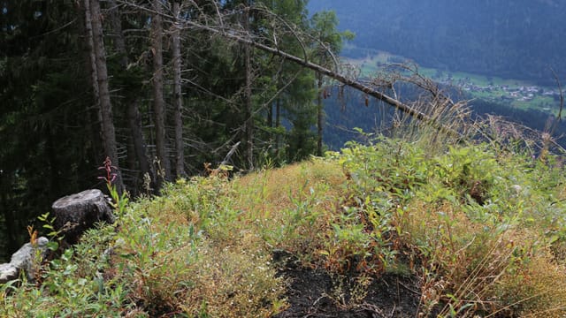 Umgestürzter Baum Umgestürzter Baum