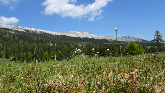 Schrattenfluh mit weissen Karstfelden und Weide im Moorgebiet. Schrattenfluh mit weissen Karstfelden und Weide im Moorgebiet.