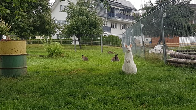 Kleine Kängurus Kleine Kängurus