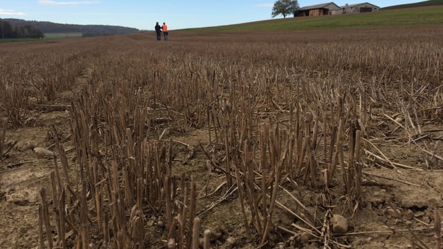 Ein Feld von unten fotografiert. Im Hintergrund stehen zwei Personen. Ein Feld von unten fotografiert. Im Hintergrund stehen zwei Personen.