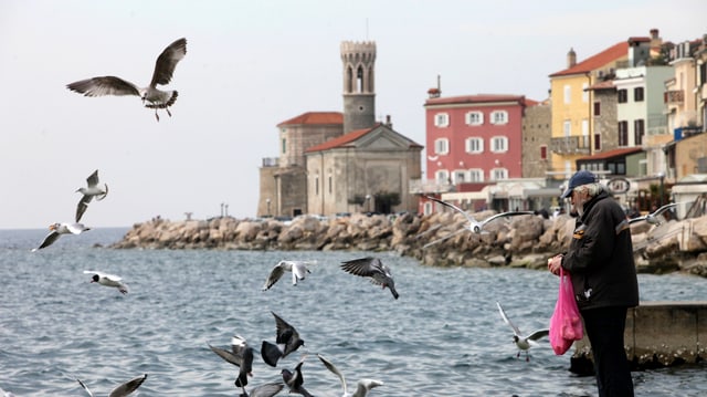 Ein Mann füttert Vögel an der Bucht von Piran.