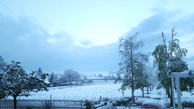 Landschaft mit Bäumen und Schnee Landschaft mit Bäumen und Schnee