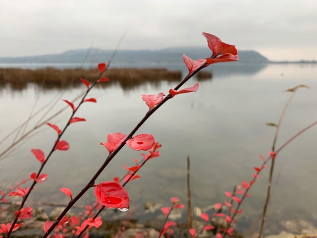 Wolkenverhangener Himmel über dem See, rote Blätter einer Pflanze im Vordergrund.