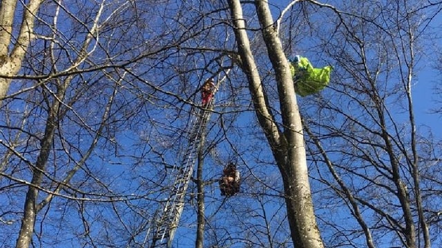 Wald, Feuerwehrleiter, in den Ästen ein Mann und ein Gleitschirm Wald, Feuerwehrleiter, in den Ästen ein Mann und ein Gleitschirm