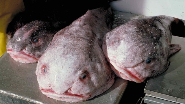 Drei aufgedunsene, rosa-graue Fischkörper Drei aufgedunsene, rosa-graue Fischkörper