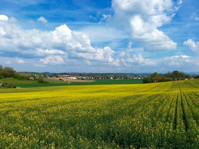 Über einem gelben Rapsfeld ist der blaue Himmel durchsetzt mit vielen kleinen Quellwolken.