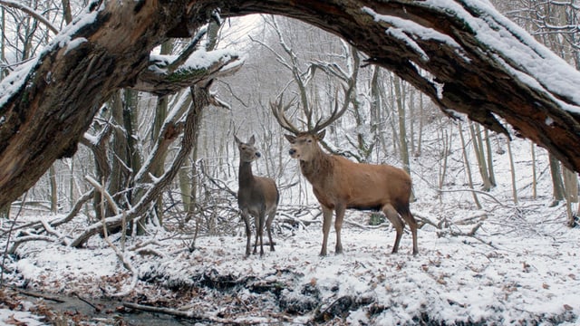 Zwei Hirsche im verschneiten Wald. Zwei Hirsche im verschneiten Wald.