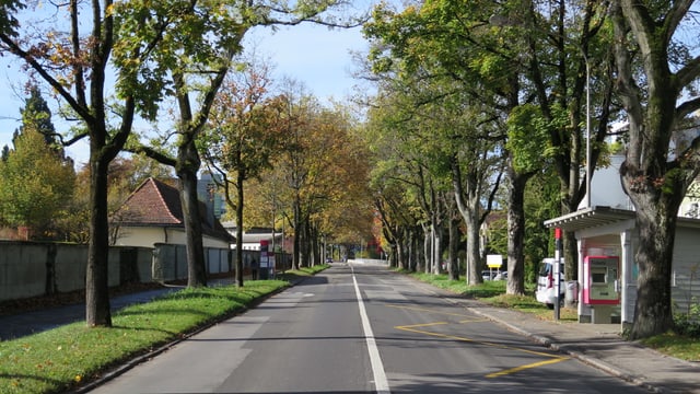 Bäume an einer Strasse Bäume an einer Strasse