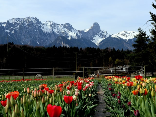 Stockenkette im Hintergrund, Tulpen blühen davor.
