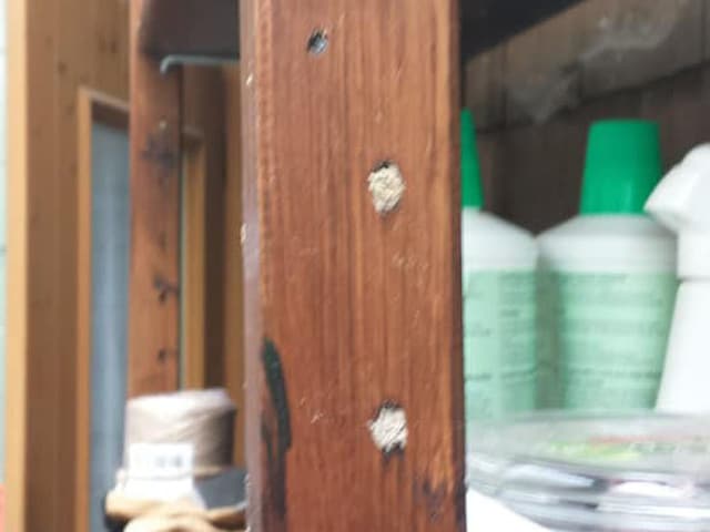 Holzgestell mit Wildbienennest