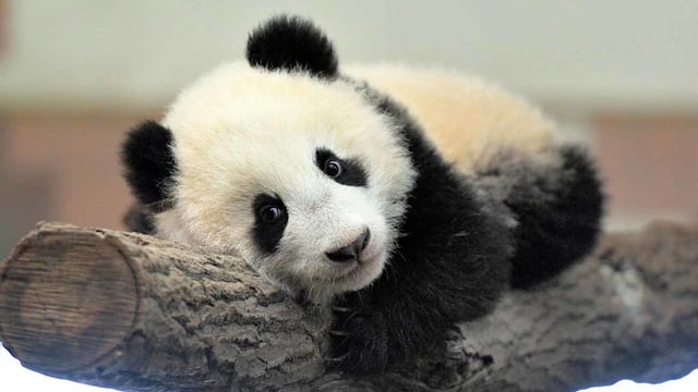 Der Riesenpanda. Der Riesenpanda.