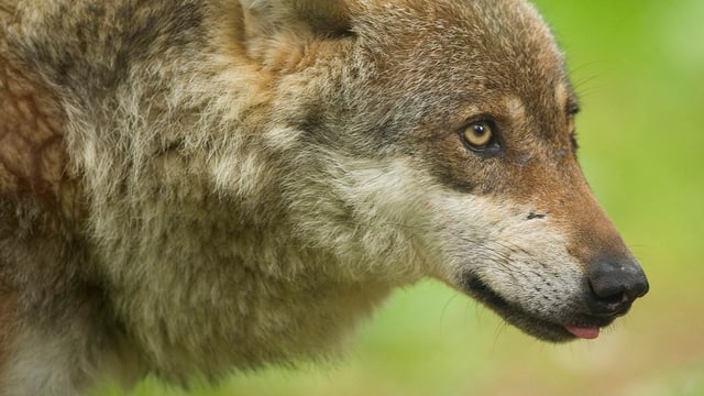 Ein Wolf. Ein Wolf.