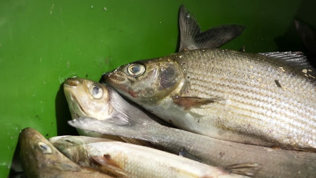 Viele verschiedene tote Fische. Viele verschiedene tote Fische.