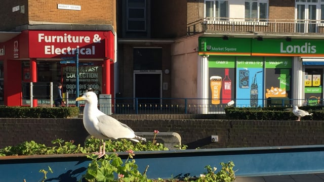 Möwe vor Strasse mit Geschäften Möwe vor Strasse mit Geschäften