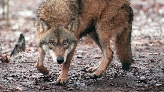 Wolf im Tierpark Wolf im Tierpark