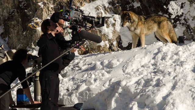 Wolf auf Filmset. Wolf auf Filmset.