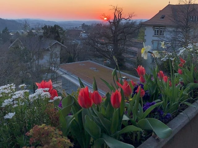 Tulpen auf Balkon vor prächtigem Sonnenuntergang über dem Dorf.