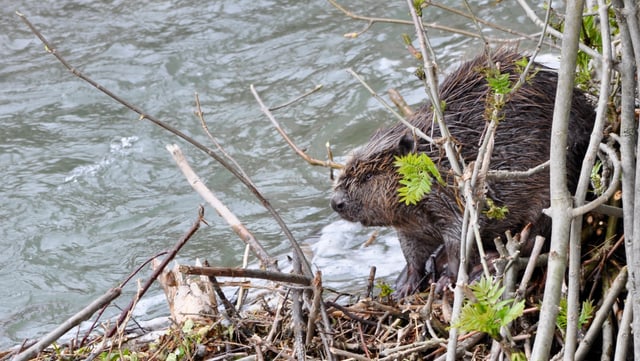 Biber im Gehölze am Ufer eines Flusses Biber im Gehölze am Ufer eines Flusses