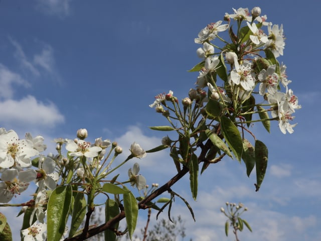 ein blühender Birnenbaum