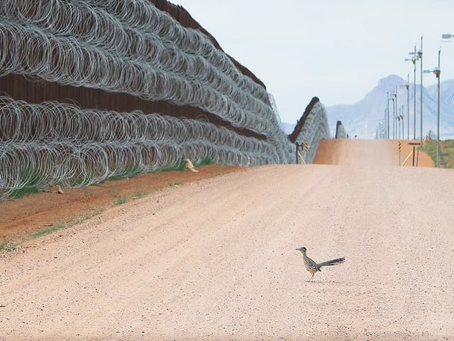 Vögelchen vor einer riesen-Mauer