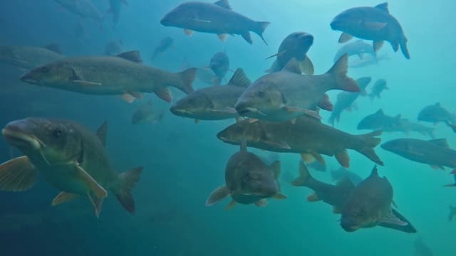Barben schwimmen entgegen Barben schwimmen entgegen