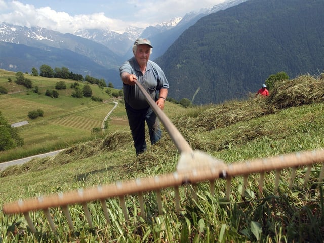 Ein Bergbauer recht das Heu auf einer steilen Almwiese zusammen. Ein Bergbauer recht das Heu auf einer steilen Almwiese zusammen.