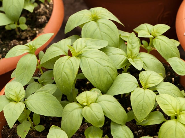 Basilikum-Pflanze in einem braunen Topf.