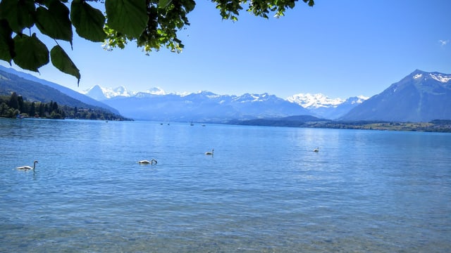 Die Seen sorgen wenigstens noch für Abkühlung. Hier der Thunersee von der Schadau aus gesehen. Die Seen sorgen wenigstens noch für Abkühlung. Hier der Thunersee von der Schadau aus gesehen.