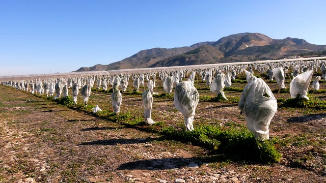 Die Region Murcia in Südostspanien. Eingepackte Reben so weit das Auge reicht. Die Region Murcia in Südostspanien. Eingepackte Reben so weit das Auge reicht.
