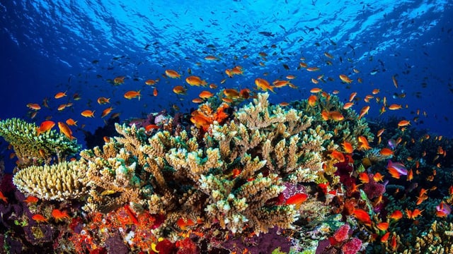 ina part intacta dal Great Barrier Reef. ina part intacta dal Great Barrier Reef.