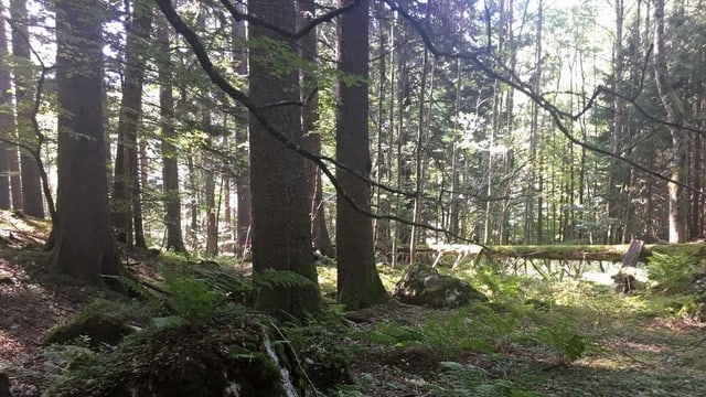 Wald Wald