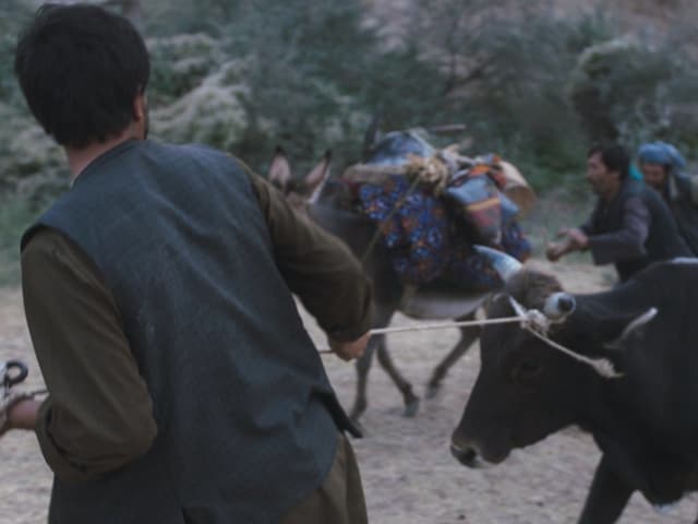 Ein Still aus dem Film «Wolf and Sheep». Ein Still aus dem Film «Wolf and Sheep».