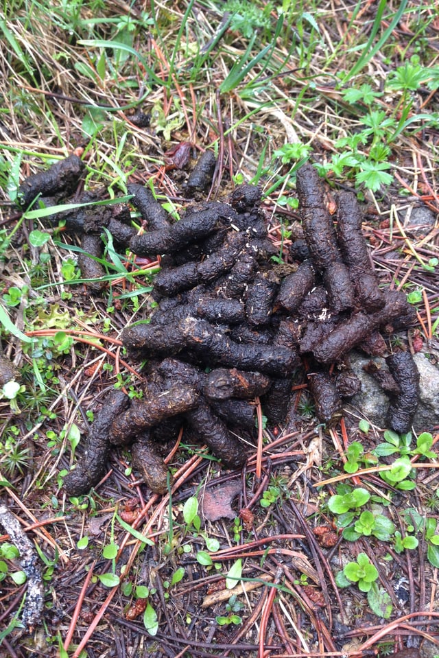 Excrements dal cot da draussa.