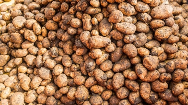 Geerntete Kartoffeln. Geerntete Kartoffeln.