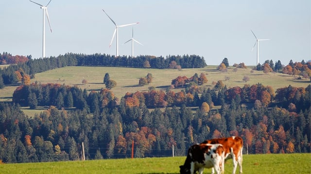 Windräder und Weide Windräder und Weide